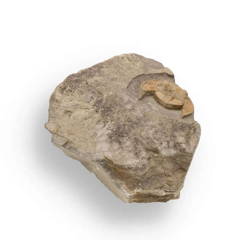Eoharpes Trilobite Fossil  Harpes Species Preserved Forever!