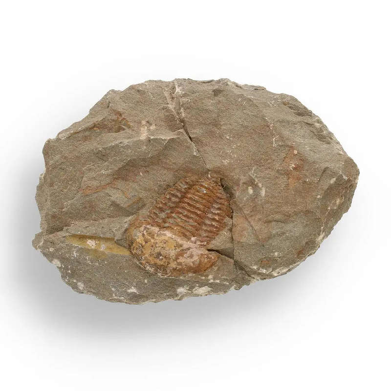 Eoharpes Trilobite Fossil  Prehistoric Elegance from Morocco!