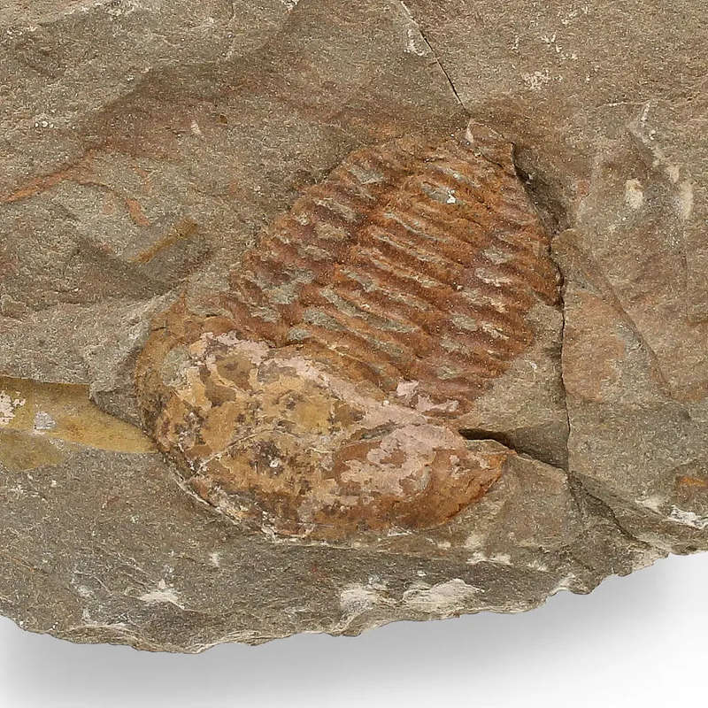 Eoharpes Trilobite Fossil  Prehistoric Elegance from Morocco!