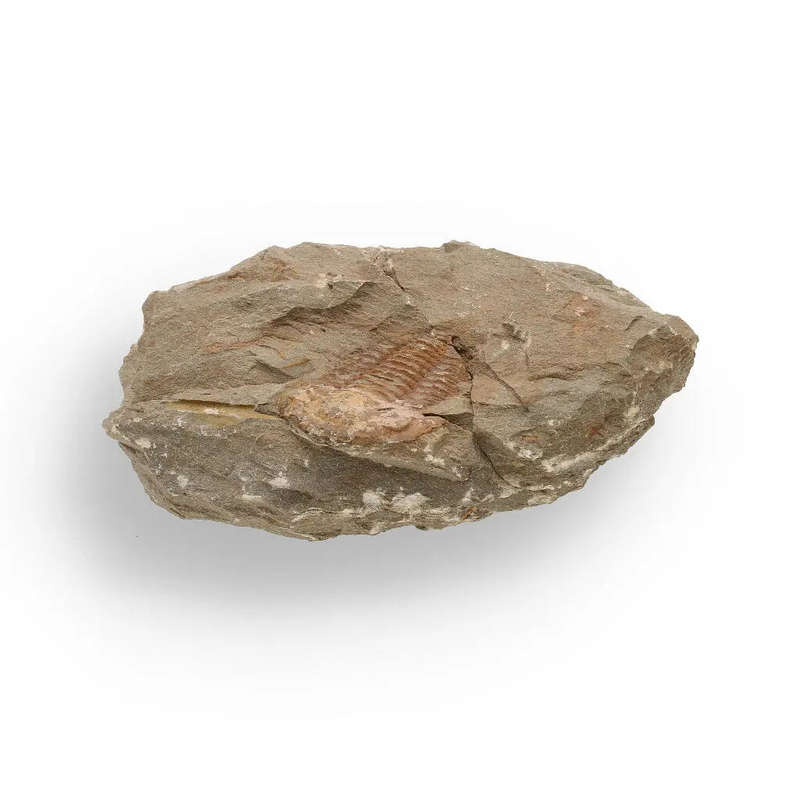 Eoharpes Trilobite Fossil  Prehistoric Elegance from Morocco!