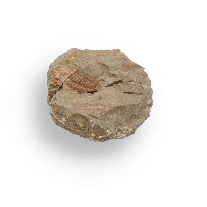 Eoharpes Trilobite Fossil  Prehistoric Elegance from Morocco!