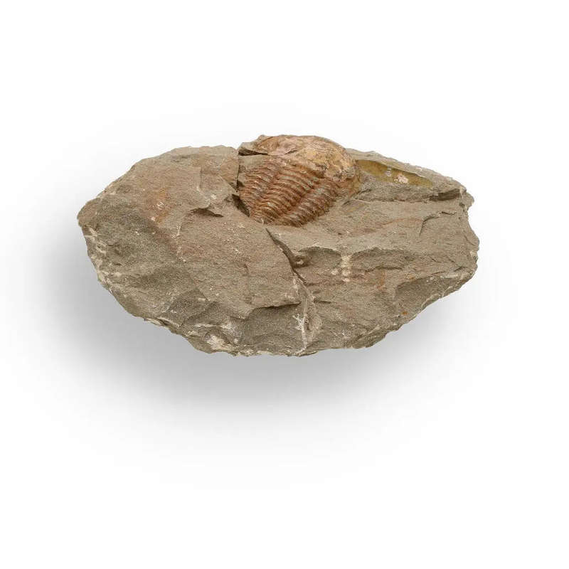 Eoharpes Trilobite Fossil  Prehistoric Elegance from Morocco!
