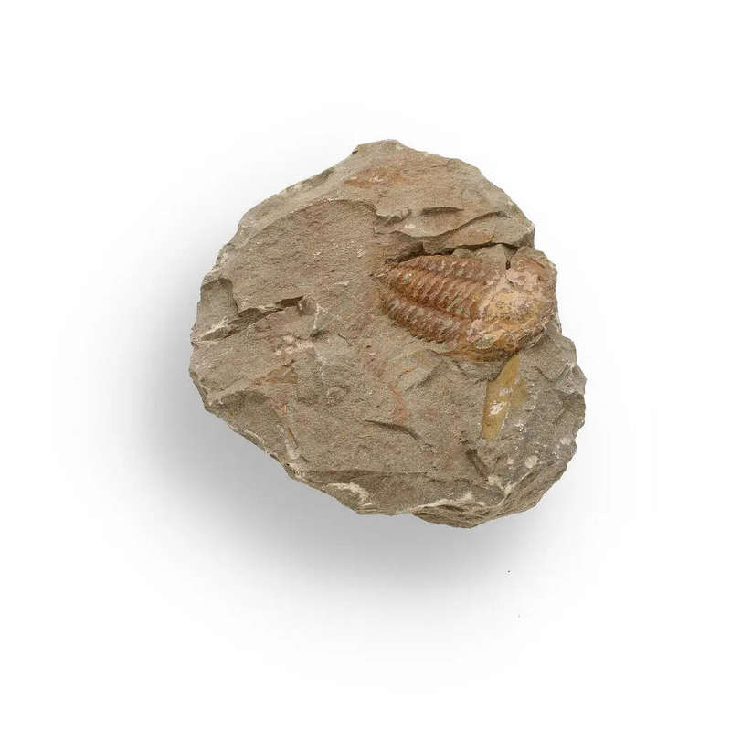 Eoharpes Trilobite Fossil  Prehistoric Elegance from Morocco!
