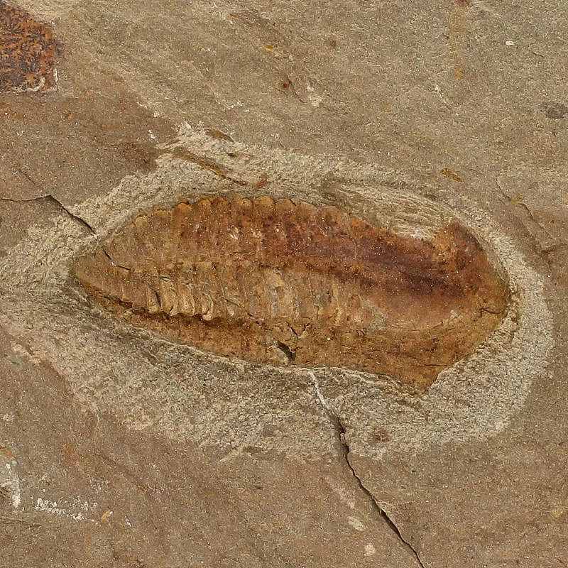 Eoharpes Trilobite Fossil  Glimpse into Ancient Oceans!