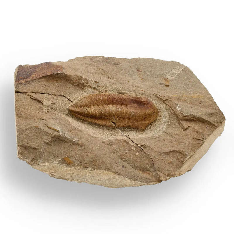 Eoharpes Trilobite Fossil  Glimpse into Ancient Oceans!