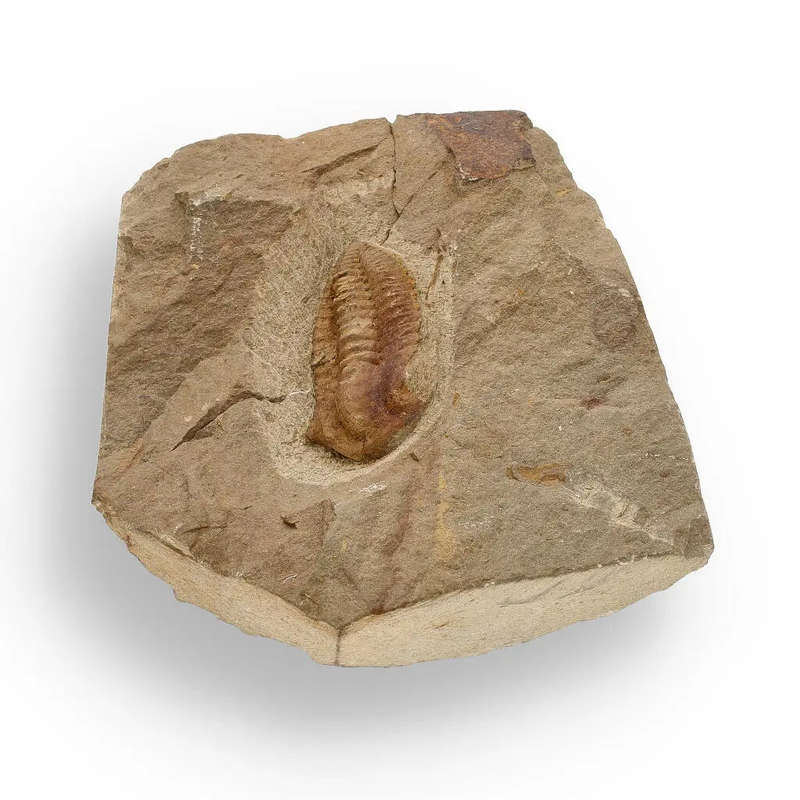 Eoharpes Trilobite Fossil  Glimpse into Ancient Oceans!