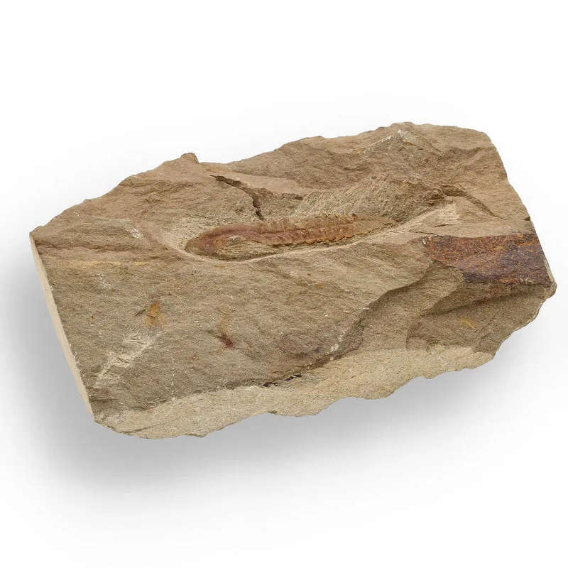 Eoharpes Trilobite Fossil  Glimpse into Ancient Oceans!