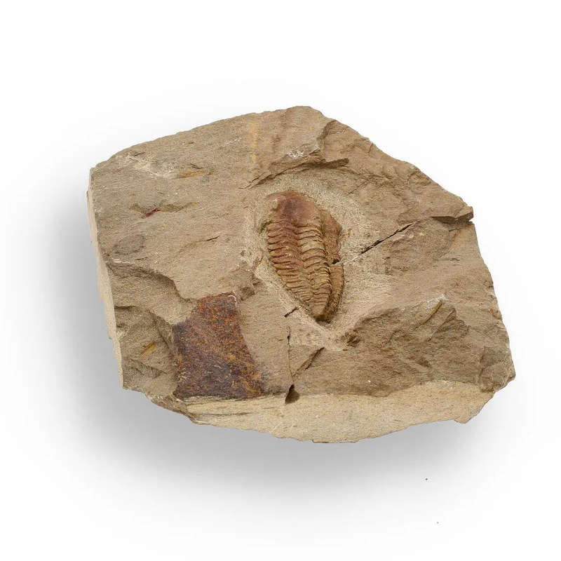 Eoharpes Trilobite Fossil  Glimpse into Ancient Oceans!