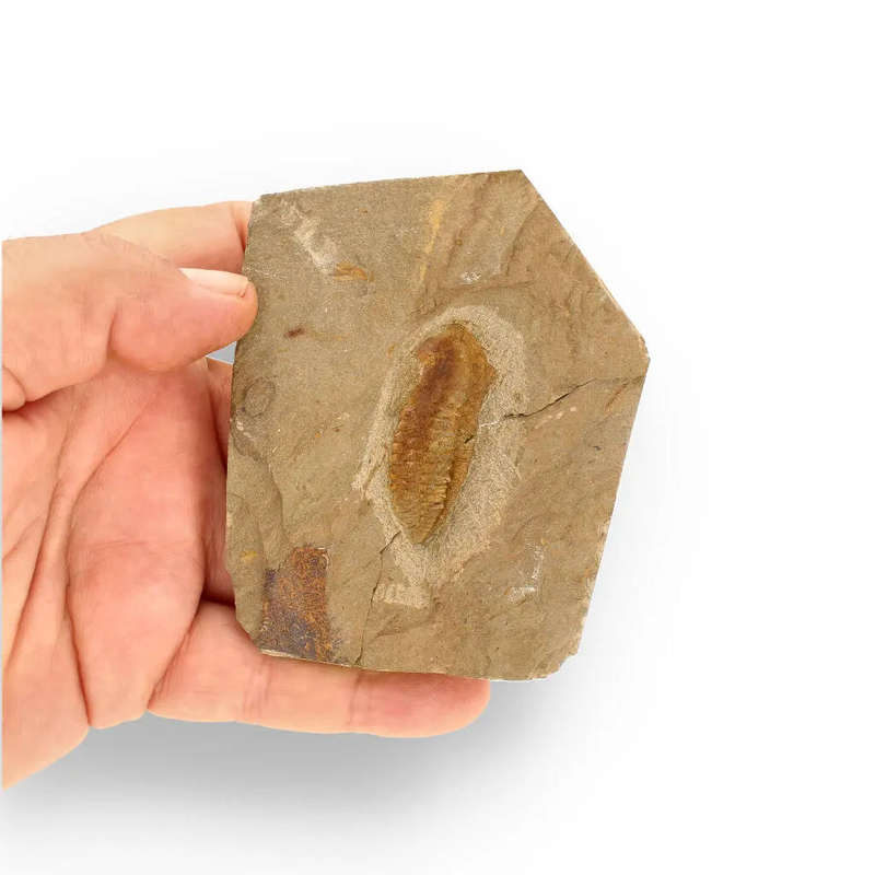 Eoharpes Trilobite Fossil  Glimpse into Ancient Oceans!