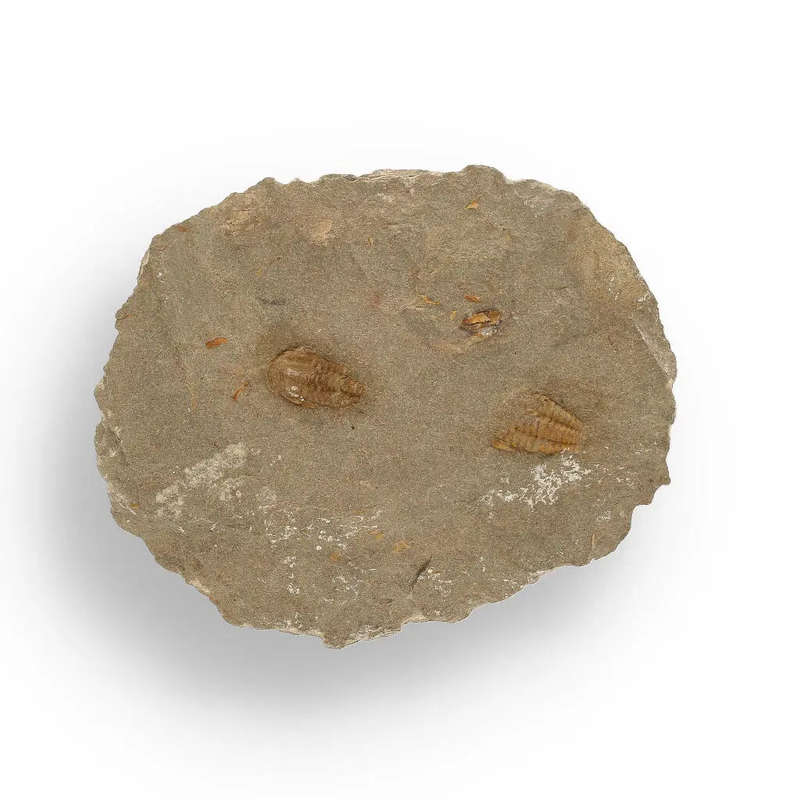 Eoharpes Trilobite Fossil  Rare 400-Million-Year Marvel!