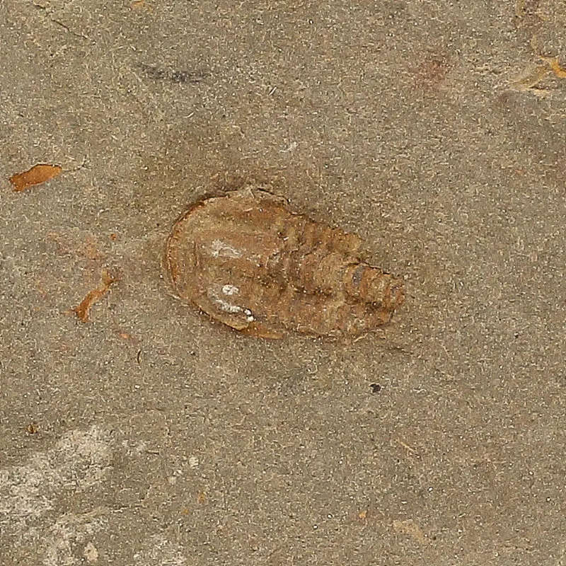 Eoharpes Trilobite Fossil  Rare 400-Million-Year Marvel!