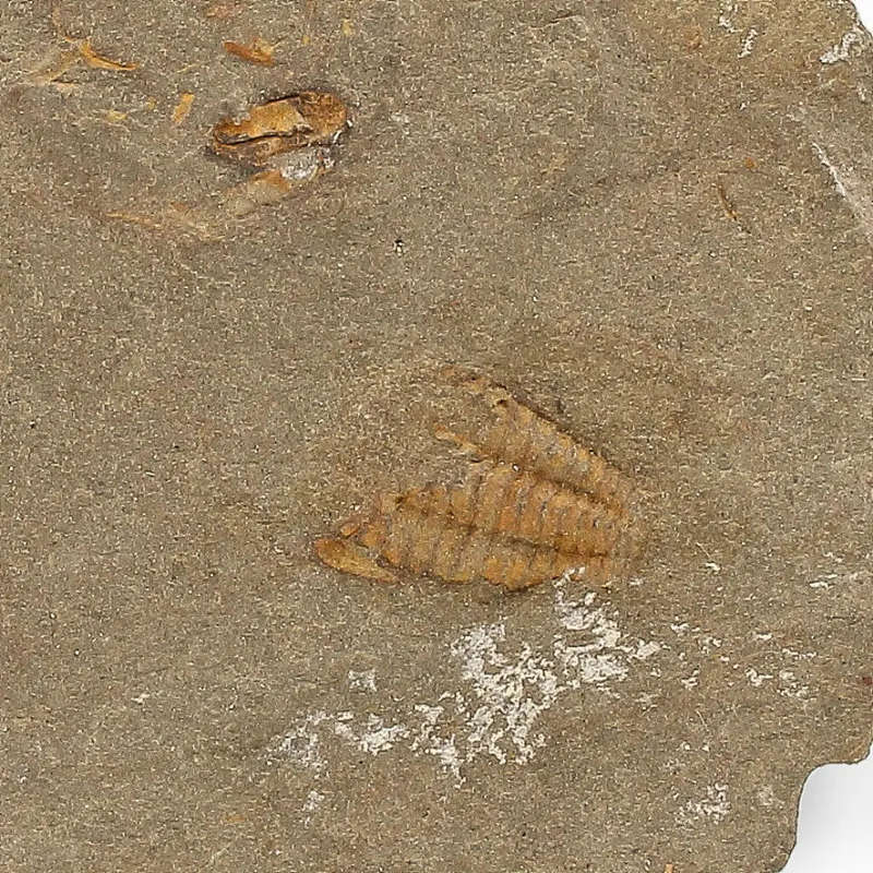 Eoharpes Trilobite Fossil  Rare 400-Million-Year Marvel!