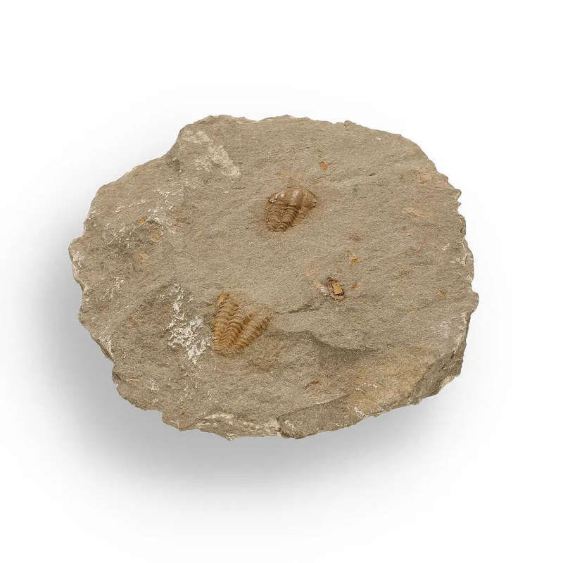 Eoharpes Trilobite Fossil  Rare 400-Million-Year Marvel!