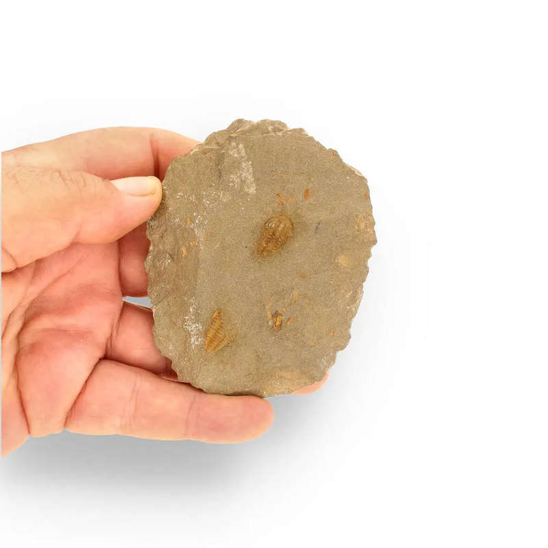Eoharpes Trilobite Fossil  Rare 400-Million-Year Marvel!