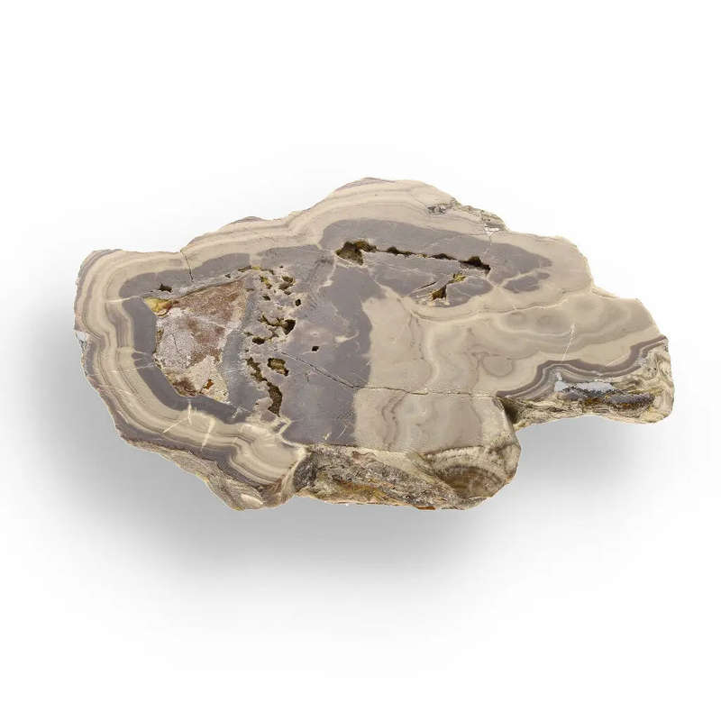 Striking Olkusz Mine Schalenblende: Polished Slice with Distinctive Banding and Galena Inclusions
