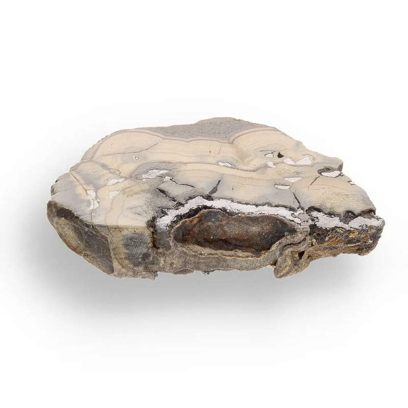 Authentic Olkusz Schalenblende Slice: Unique Banded Sulfide Ore from Pomorzany Mine