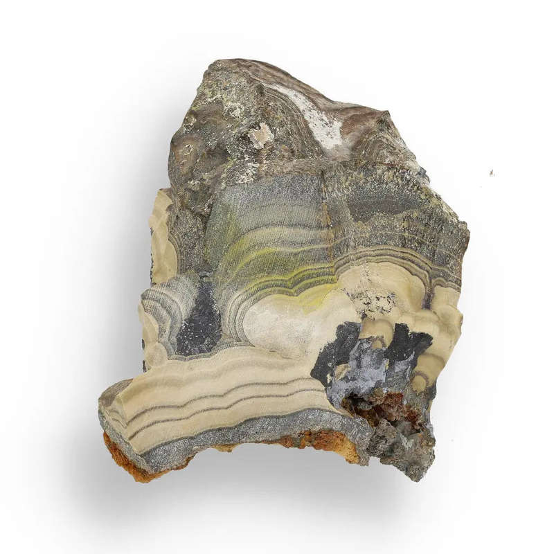 Exquisite Olkusz Schalenblende: Hand-Polished Sphalerite, Galena, Marcasite with Colloform Texture
