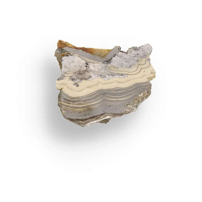 Exquisite Olkusz Schalenblende: Hand-Polished Sphalerite, Galena, Marcasite with Colloform Texture