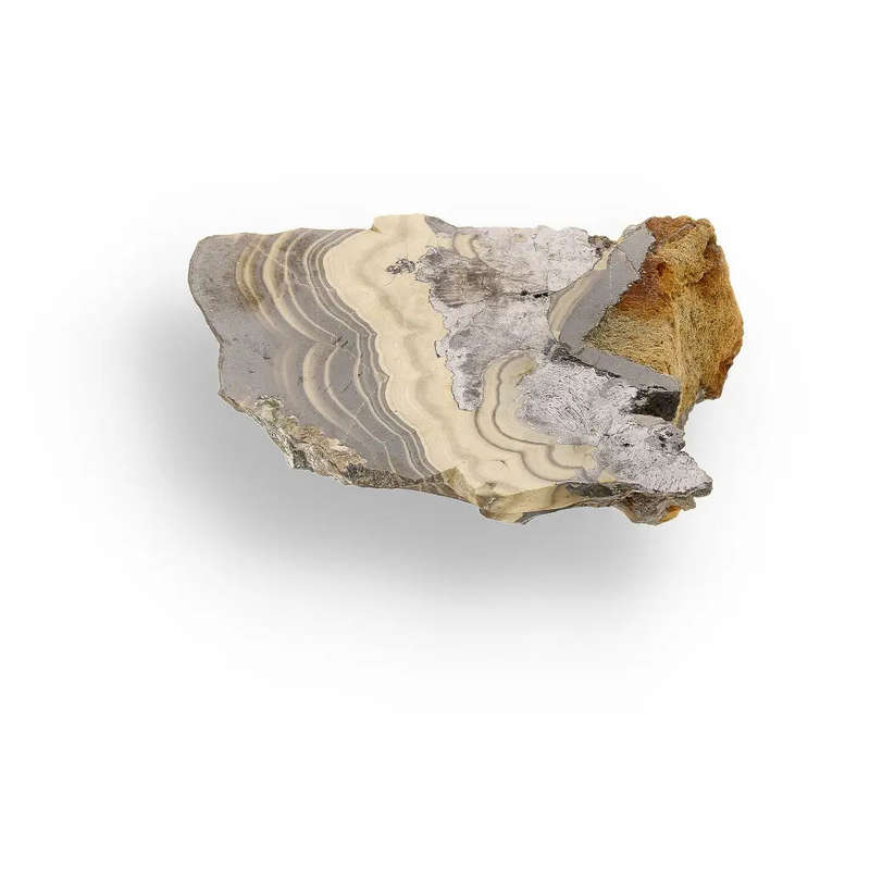 Exquisite Olkusz Schalenblende: Hand-Polished Sphalerite, Galena, Marcasite with Colloform Texture