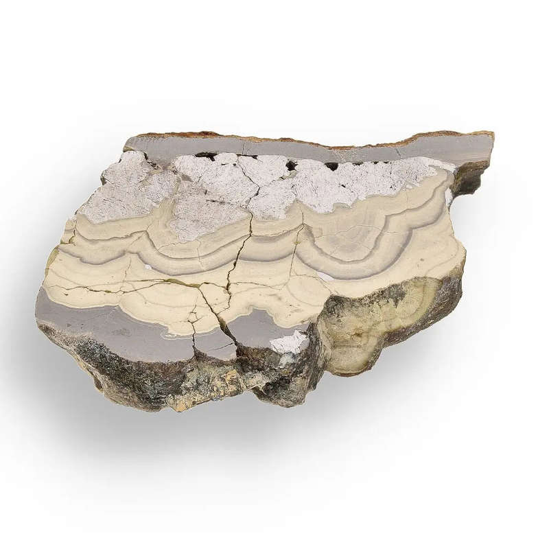Investment Quality Olkusz Schalenblende: Polished Banded Zn-Pb-Fe Sulfide from a Classic Locality