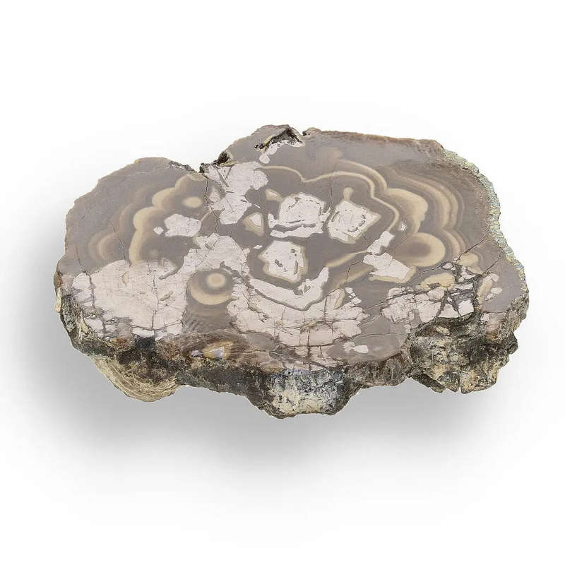 Visually Captivating Olkusz Schalenblende: Polished Slice Revealing Sulfide Gel Formation   
