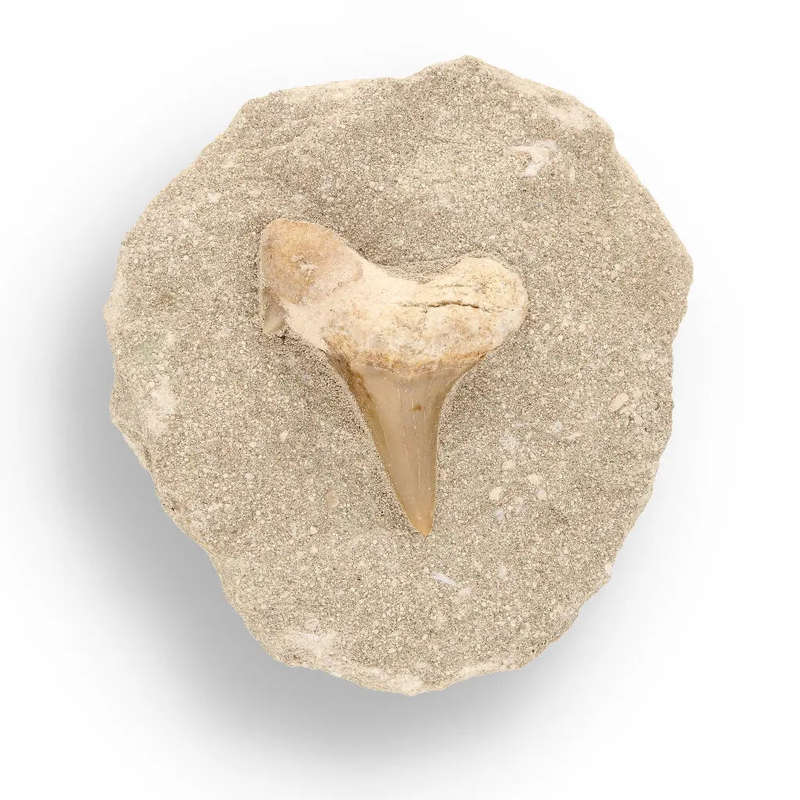 65-Million-Year-Old Shark Treasure