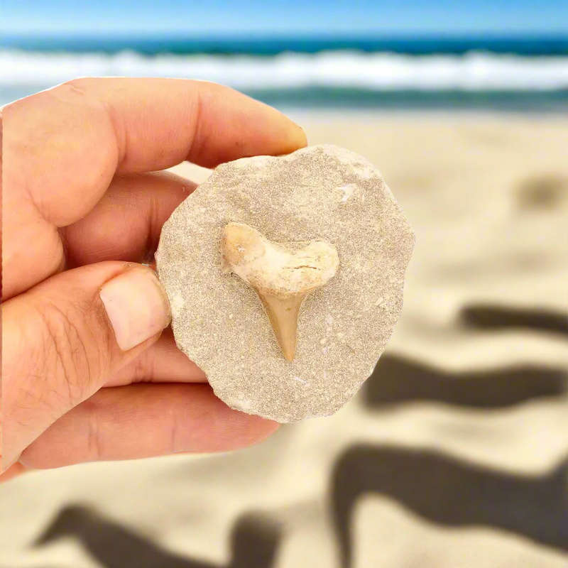 65-Million-Year-Old Shark Treasure