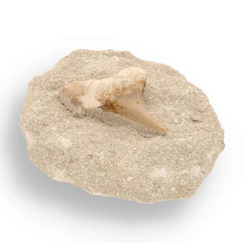 65-Million-Year-Old Shark Treasure