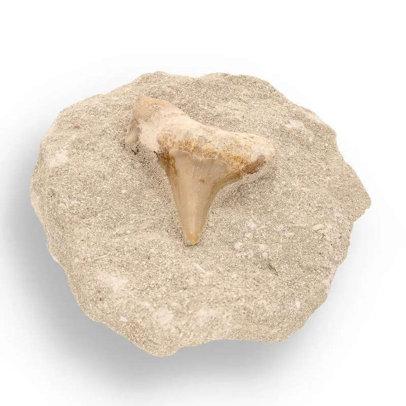 65-Million-Year-Old Shark Treasure