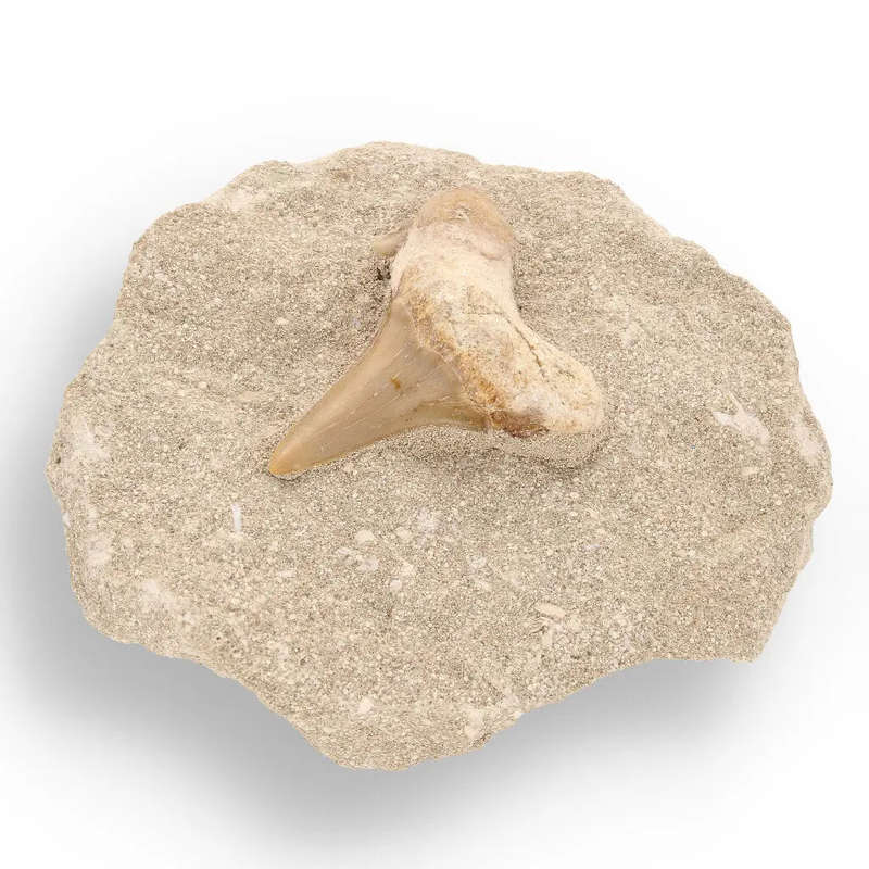 65-Million-Year-Old Shark Treasure