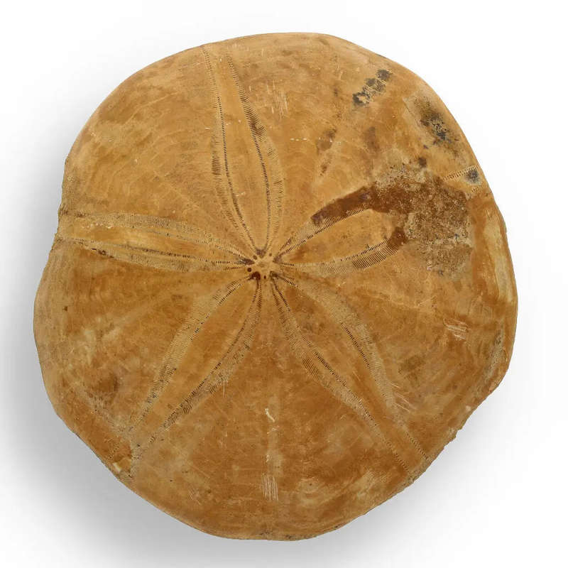 Fossilized Sand Dollar from Madagascar