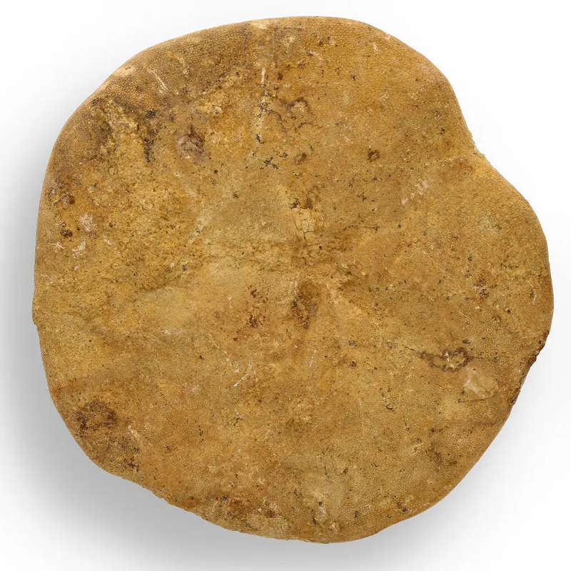 Fossilized Sand Dollar from Madagascar
