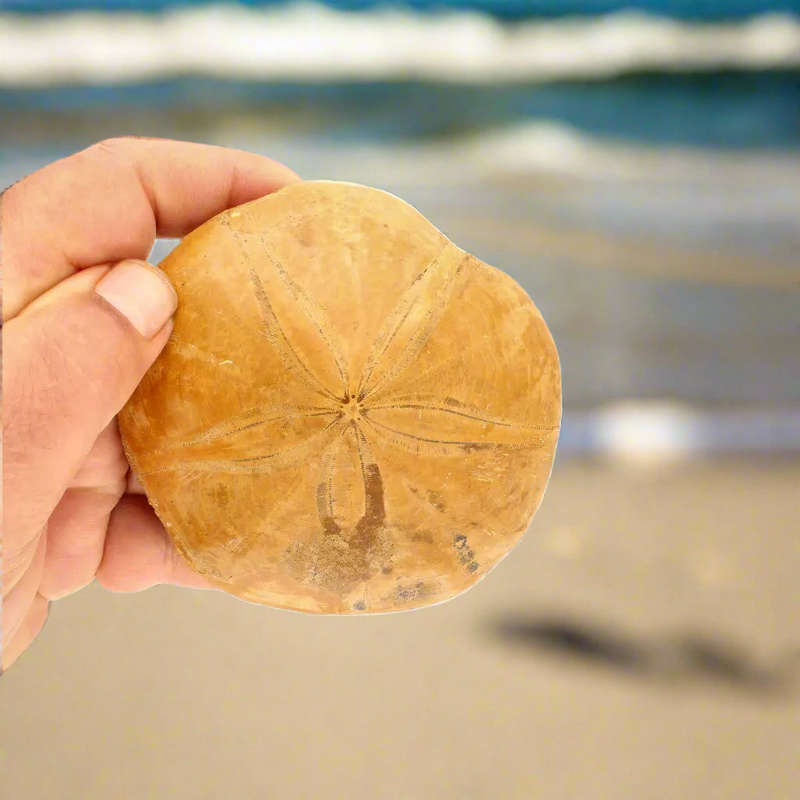 Fossilized Sand Dollar from Madagascar