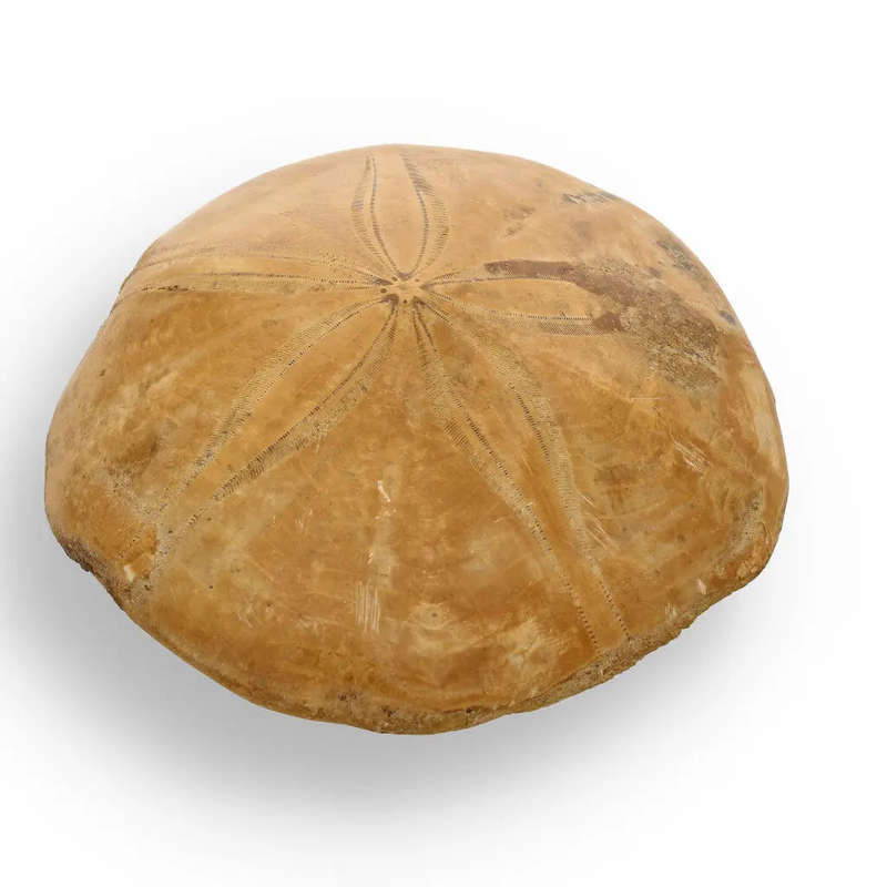 Fossilized Sand Dollar from Madagascar