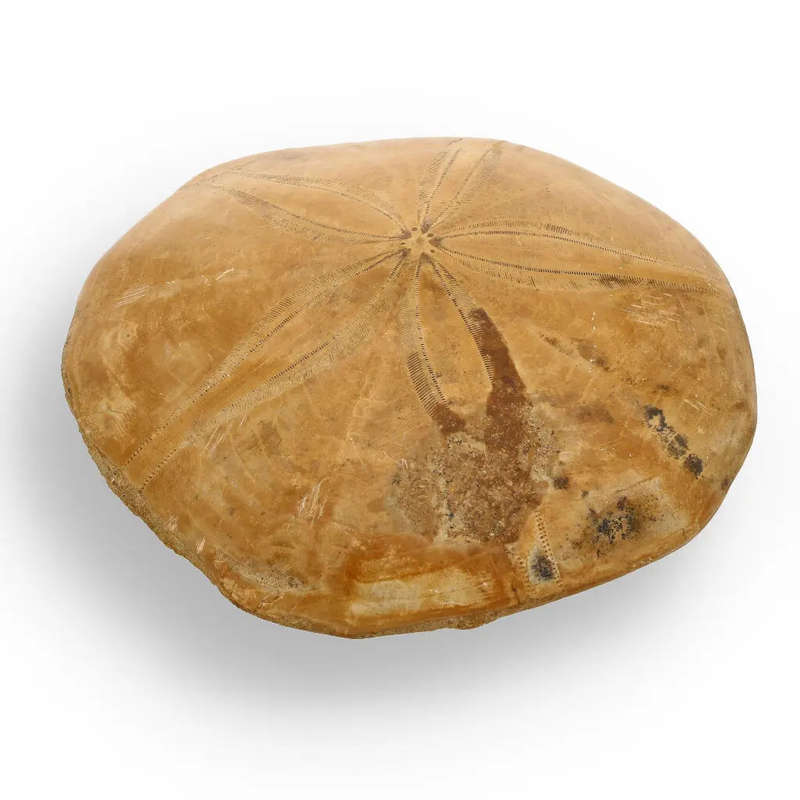 Fossilized Sand Dollar from Madagascar