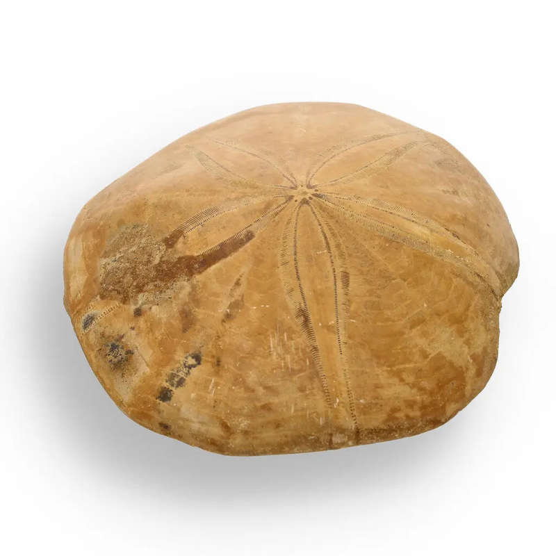 Fossilized Sand Dollar from Madagascar