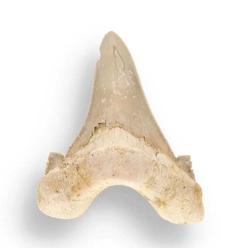 Sokolovi (Auriculatus) Shark Tooth  Serrated Fossil from Dakhla