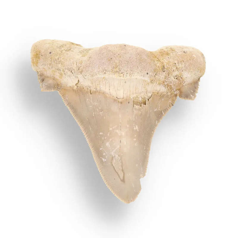 Sokolovi (Auriculatus) Shark Tooth  Serrated Fossil from Dakhla