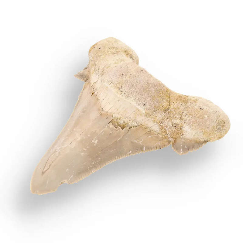 Sokolovi (Auriculatus) Shark Tooth  Serrated Fossil from Dakhla