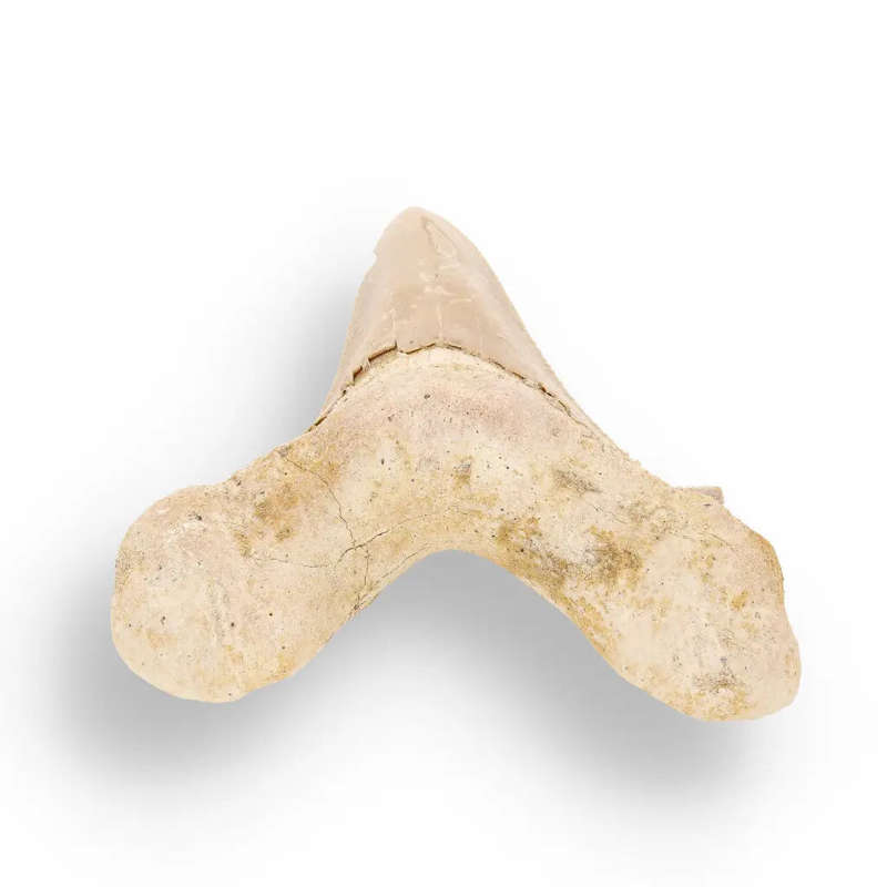 Sokolovi (Auriculatus) Shark Tooth  Serrated Fossil from Dakhla