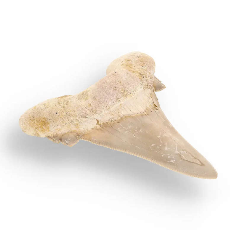 Sokolovi (Auriculatus) Shark Tooth  Serrated Fossil from Dakhla