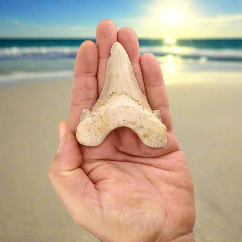 Sokolovi (Auriculatus) Shark Tooth  Serrated Fossil from Dakhla