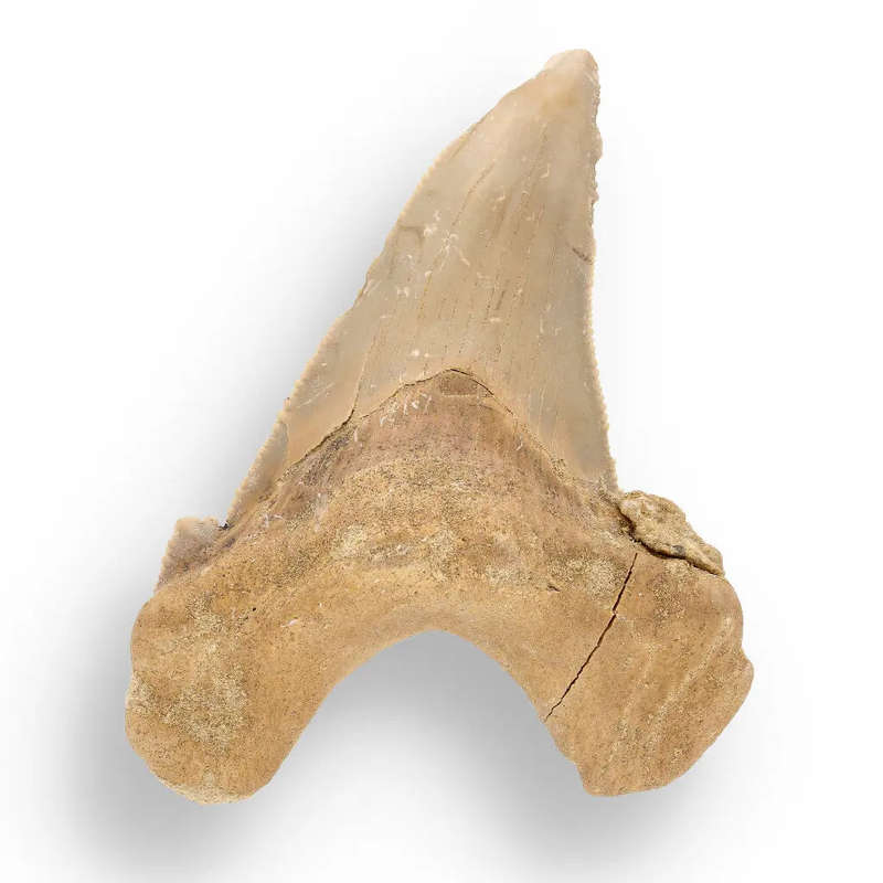 Sokolovi (Auriculatus) Shark Tooth  Collectors Fossil Treasure