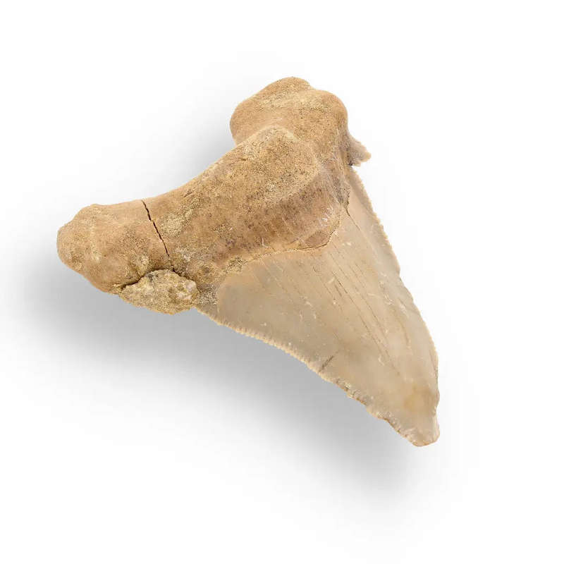 Sokolovi (Auriculatus) Shark Tooth  Collectors Fossil Treasure