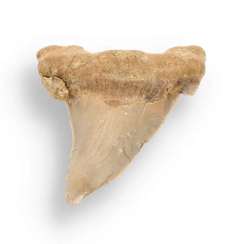 Sokolovi (Auriculatus) Shark Tooth  Collectors Fossil Treasure