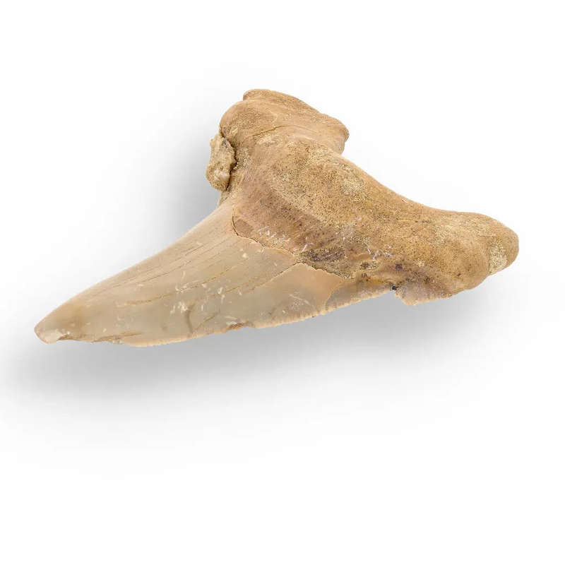 Sokolovi (Auriculatus) Shark Tooth  Collectors Fossil Treasure
