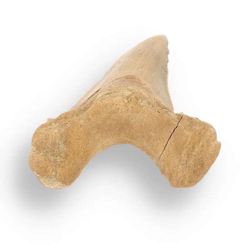 Sokolovi (Auriculatus) Shark Tooth  Collectors Fossil Treasure