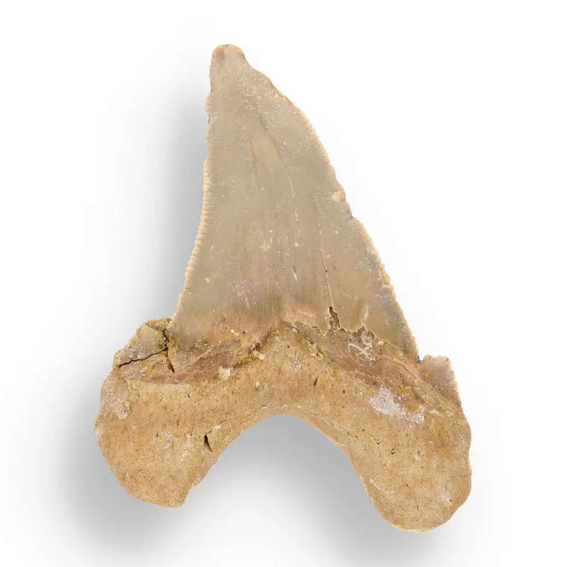 Sokolovi (Auriculatus) Shark Tooth  Collectors Fossil Treasure