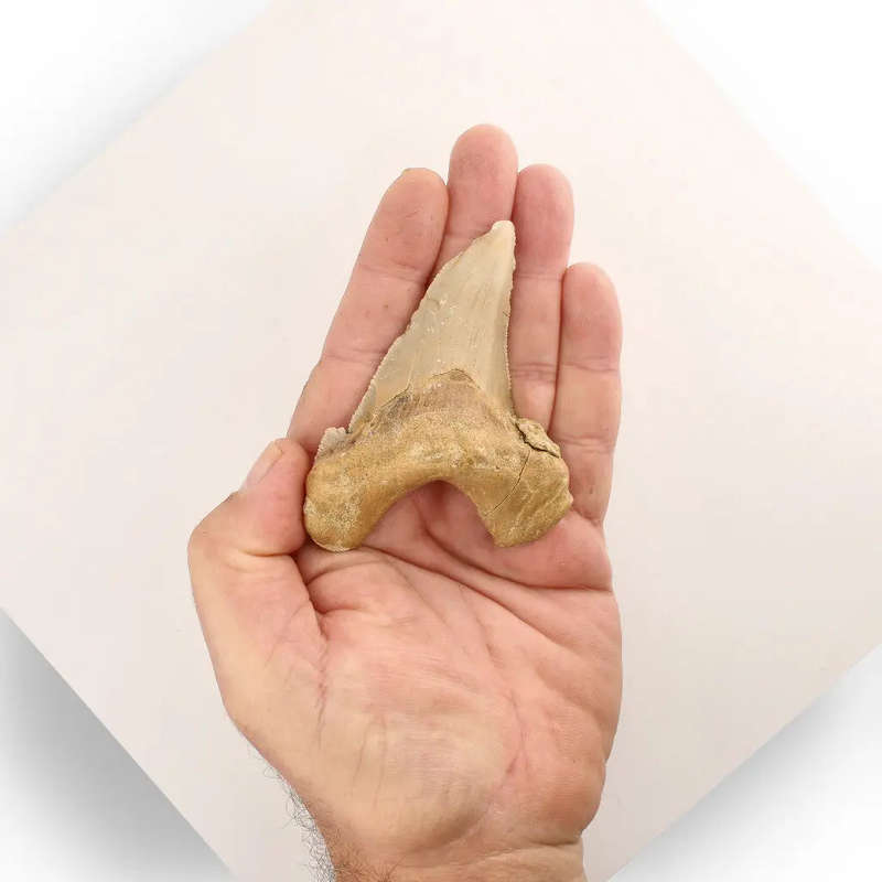 Sokolovi (Auriculatus) Shark Tooth  Collectors Fossil Treasure