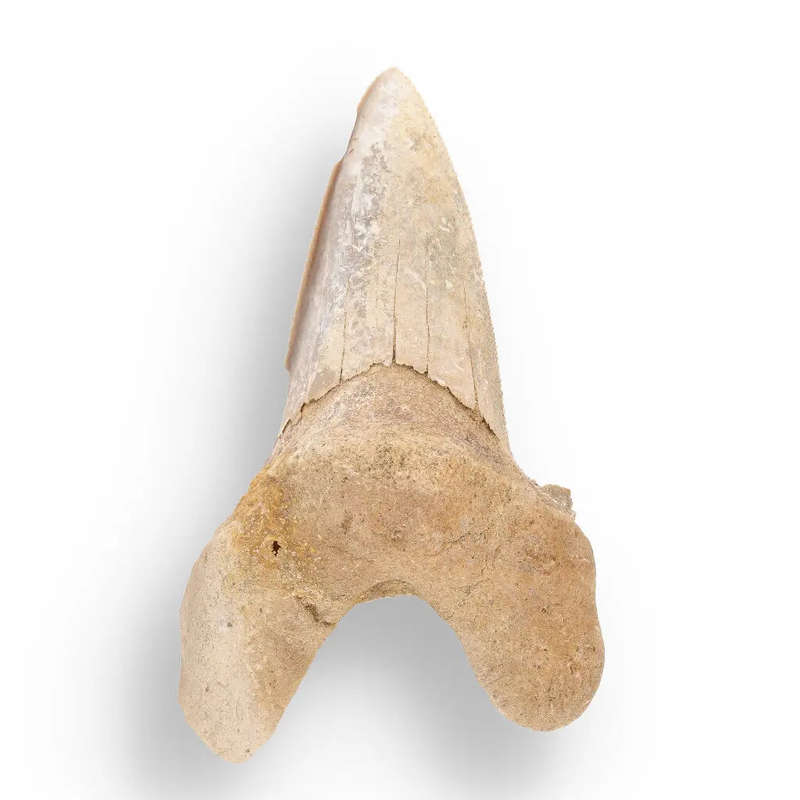 Sokolovi (Auriculatus) Shark Tooth  Rare Moroccan Fossil Find